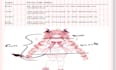 do rigging for live2d model