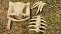 create 3d models of bones skulls and skeletons