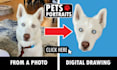 turn your pet into a digital artwork