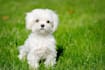 make a collage with cute dogs