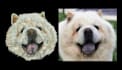 convert your pet picture or any image into embroidery file