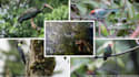 identify any birds for you