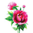 do botanical illustration in my style