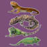 draw detail animal illustration