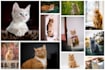 make the best photo collage using your pictures