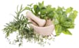 provide SEO articles on medicinal herbs