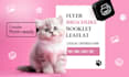 design print flyer, brochure, catalog, booklet