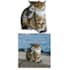 do background removal bulk image editing retouching