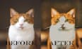 paint your pet photo into a digital oil painting