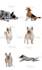 make your dog, cat, and animals into cartoon vector portrait