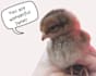 design a personalized message with a chicken photo