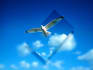 information Technology Consultancy