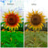 do 40 pieces colourful professional photo editing you will satisfied