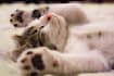 create cat meditation music video for youtube channel