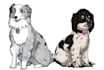 create a digital portrait of your pet
