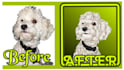 draw your pet into a cartoon
