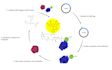 do scientific illustrations for your paper or presentation