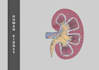 make medical illustrations and anatomy diagrams