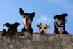 help you communicate with and find your lost or missing pet