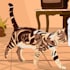 draw custom digital illustrations for you