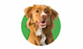 draw your dog or any pet into cartoon