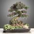 do 3d tree, flower and plant modeling