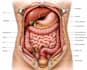 do high quality medical illustrations