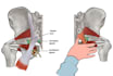 do high quality medical illustrations