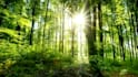 create meditation videos with nature sound and soft music