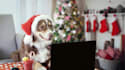 customize christmas dog greetings video ads