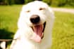 give a powerful pet healing or pet psychic reading