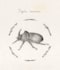 create a pencil illustration of an insect or an animal
