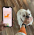 create ugc ad videos for your dog product or pet brand