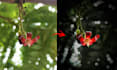 edit photos in batches in lightroom, professionally