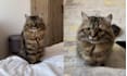 be your cat model