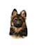 be making pet vector art for christmas gifts etc