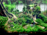 design your old fish aquarium to a breathtaking planted aquarium