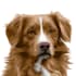 draw a vector tracing of your pet