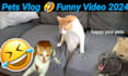 give you funny cats and dogs videos for youtube facebook within 24 hours
