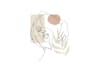 draw an animate line art in 24 hours