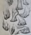 create scientific and medical illustrations