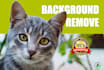 do background remove, replace and object removal