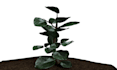 model and render textured 3d plants