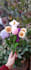 write crochet flower pattern