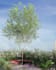 make a realistic exterior rendering