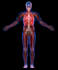 restore energy and wellness with body code and the root cause clearing