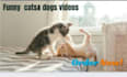 create funny viral cat dog animal pet videos compilation for youtube in 24 hrs