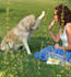 provide you effective dog training tips