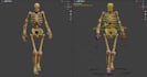 rig your model in blender