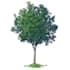 draw a tree nature in digital art